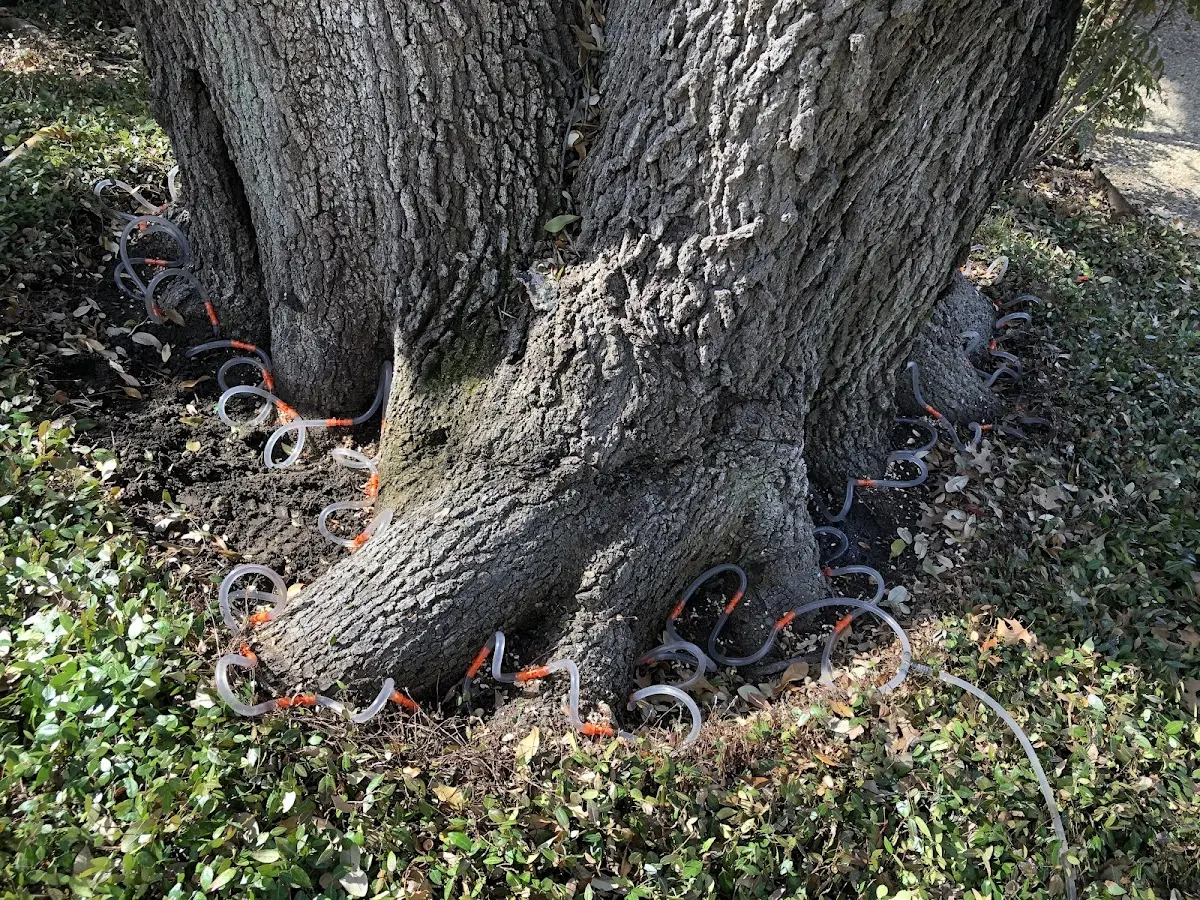 Detailed Tree Cabling and Bracing job site in Riverdale
