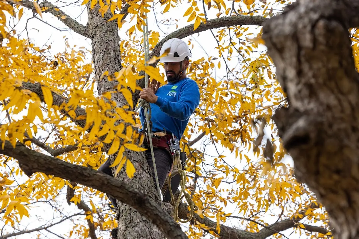 Skilled Tree Planing crew working in Riverdale